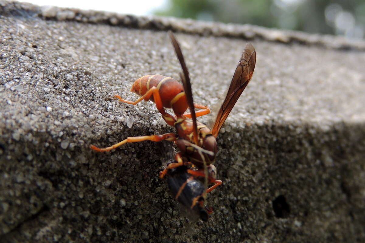 Image of Polistes bellicosus Cresson 1872