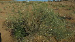 Image of Desert Broom