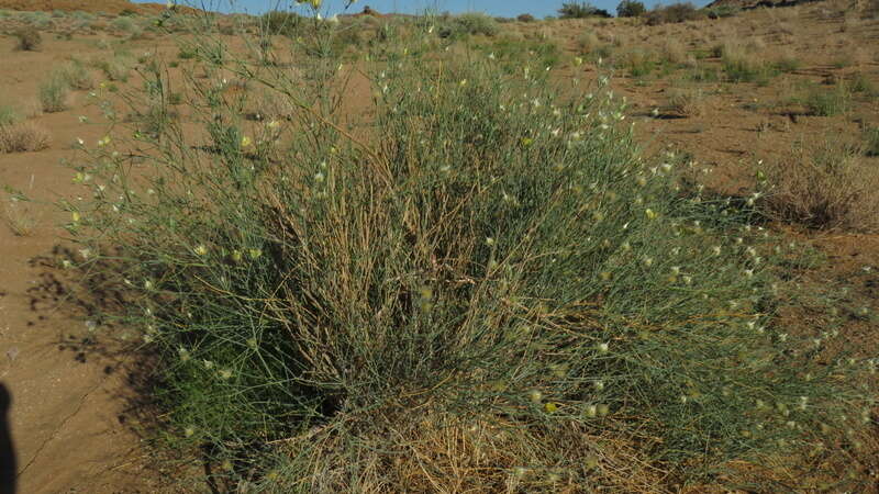 Image of Desert Broom