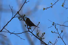 Image of Setophaga pinus pinus (Linnaeus 1766)