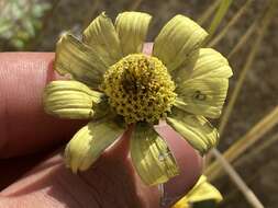 Image of Heliopsis anomala (M. E. Jones) B. L. Turner