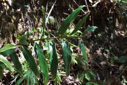 Image de Alpinia arundelliana (F. M. Bailey) K. Schum.
