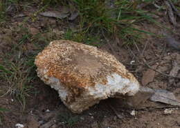 Image of Laetiporus portentosus (Berk.) Rajchenb. 1995