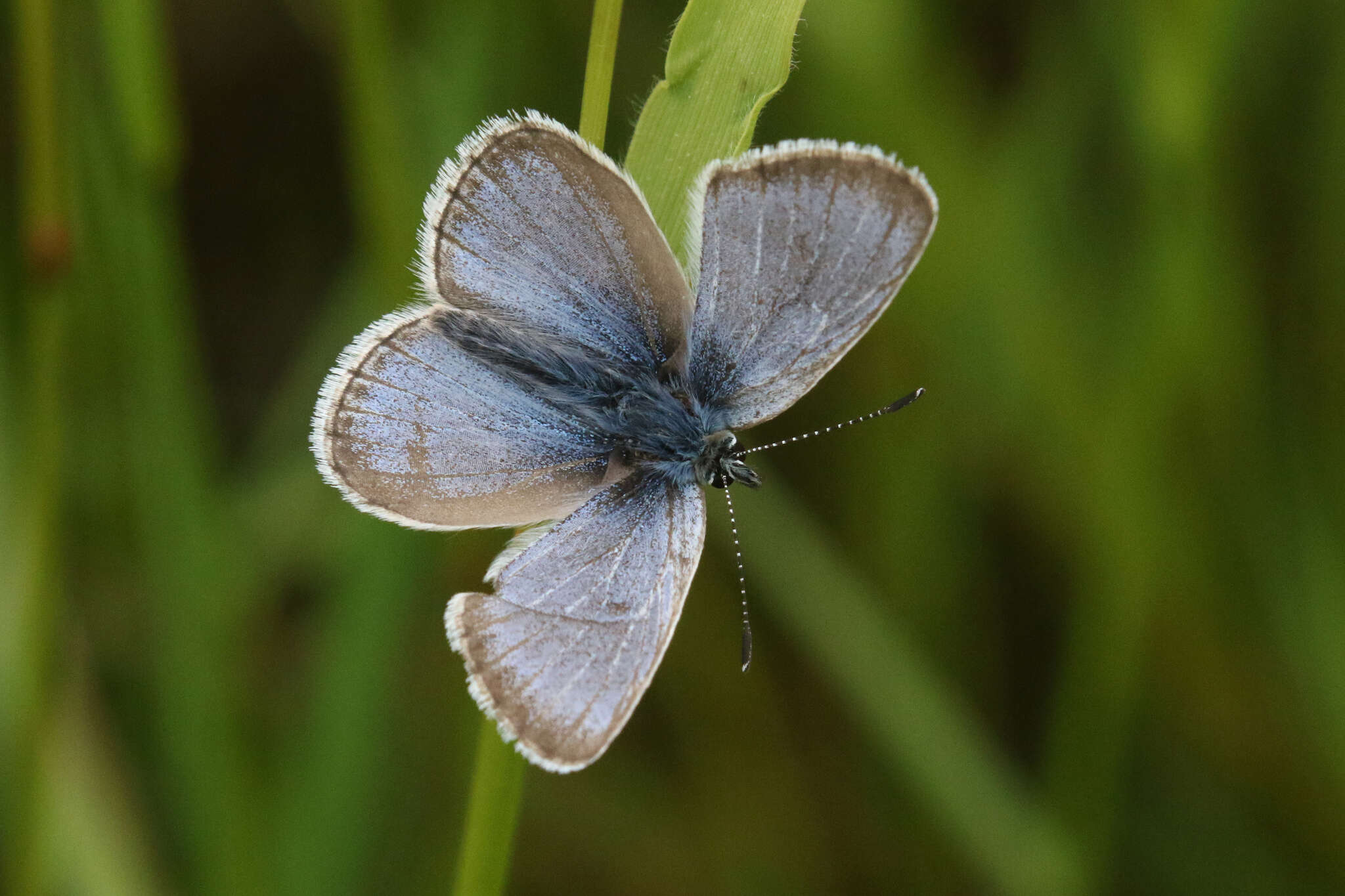 Image of Icaricia icarioides fenderi