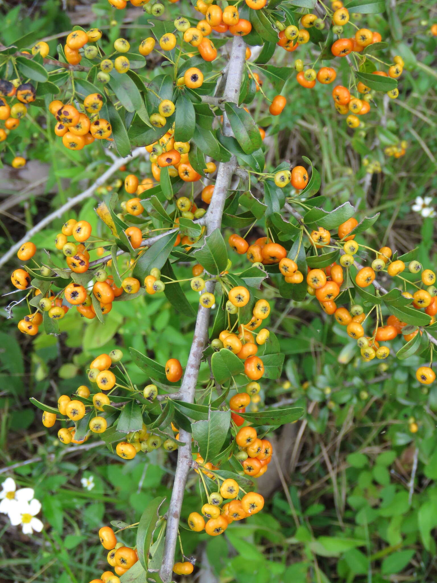 Image de Pyracantha koidzumii (Hayata) Rehd.