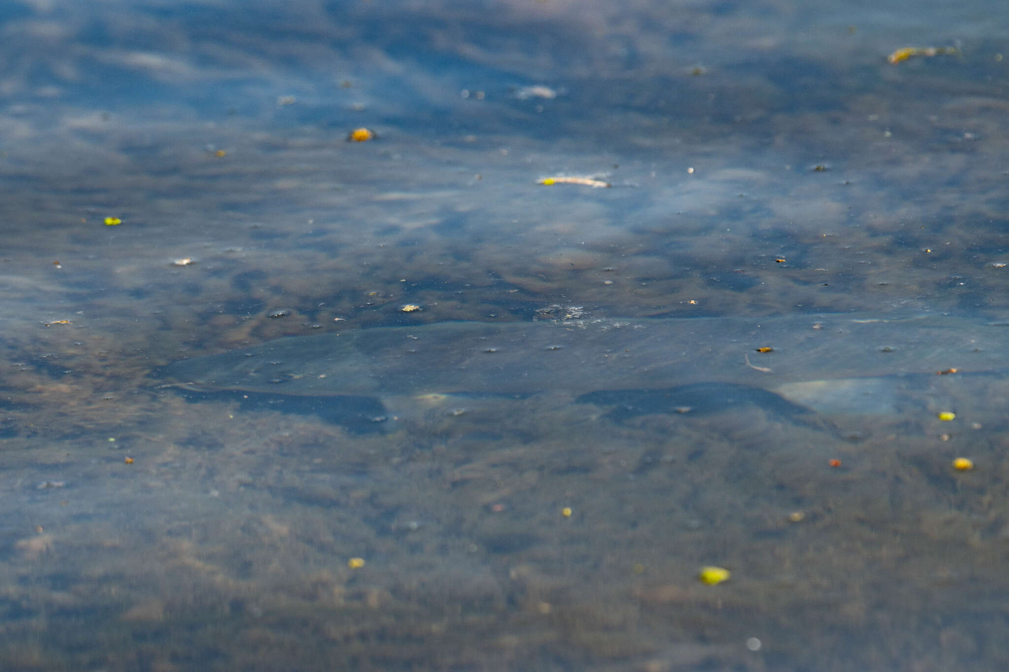 Image of Goose Lake Sucker