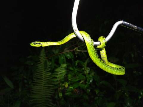 Image of Black-speckled Palm Pit Viper