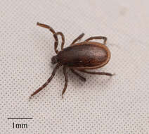 Image of Western Black-legged Tick