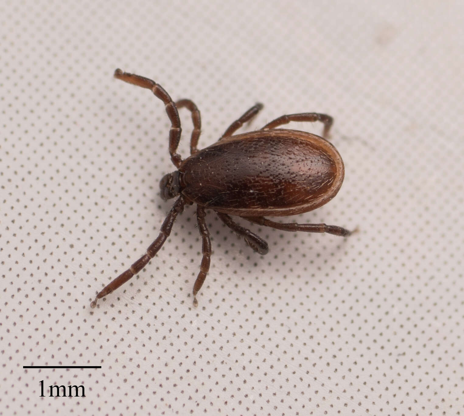 Sivun Ixodes pacificus Cooley & Kohls 1943 kuva