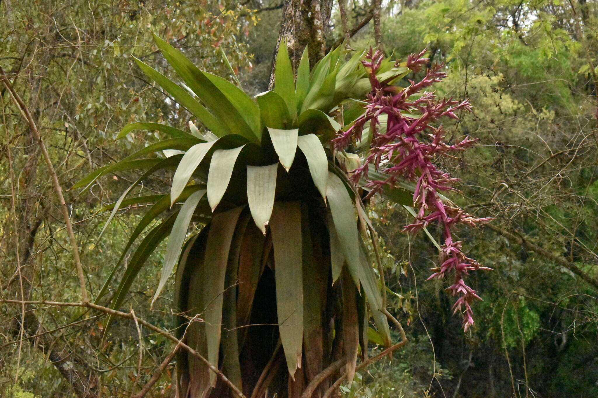 Imagem de Tillandsia australis Mez