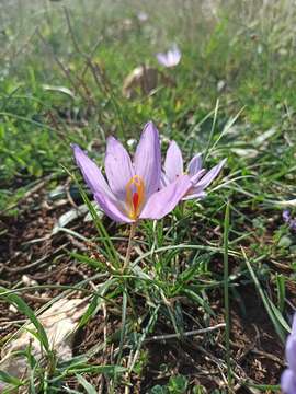 Image de Crocus thomasii Ten.