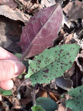 Image of Hieracium bifidum Kit.