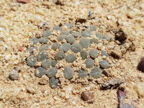 Image of Frithia humilis P. M. Burgoyne