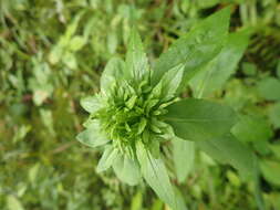 Image of Asphondylia pumila Plakidas 2016