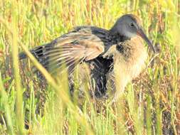 Image of Clapper Rail