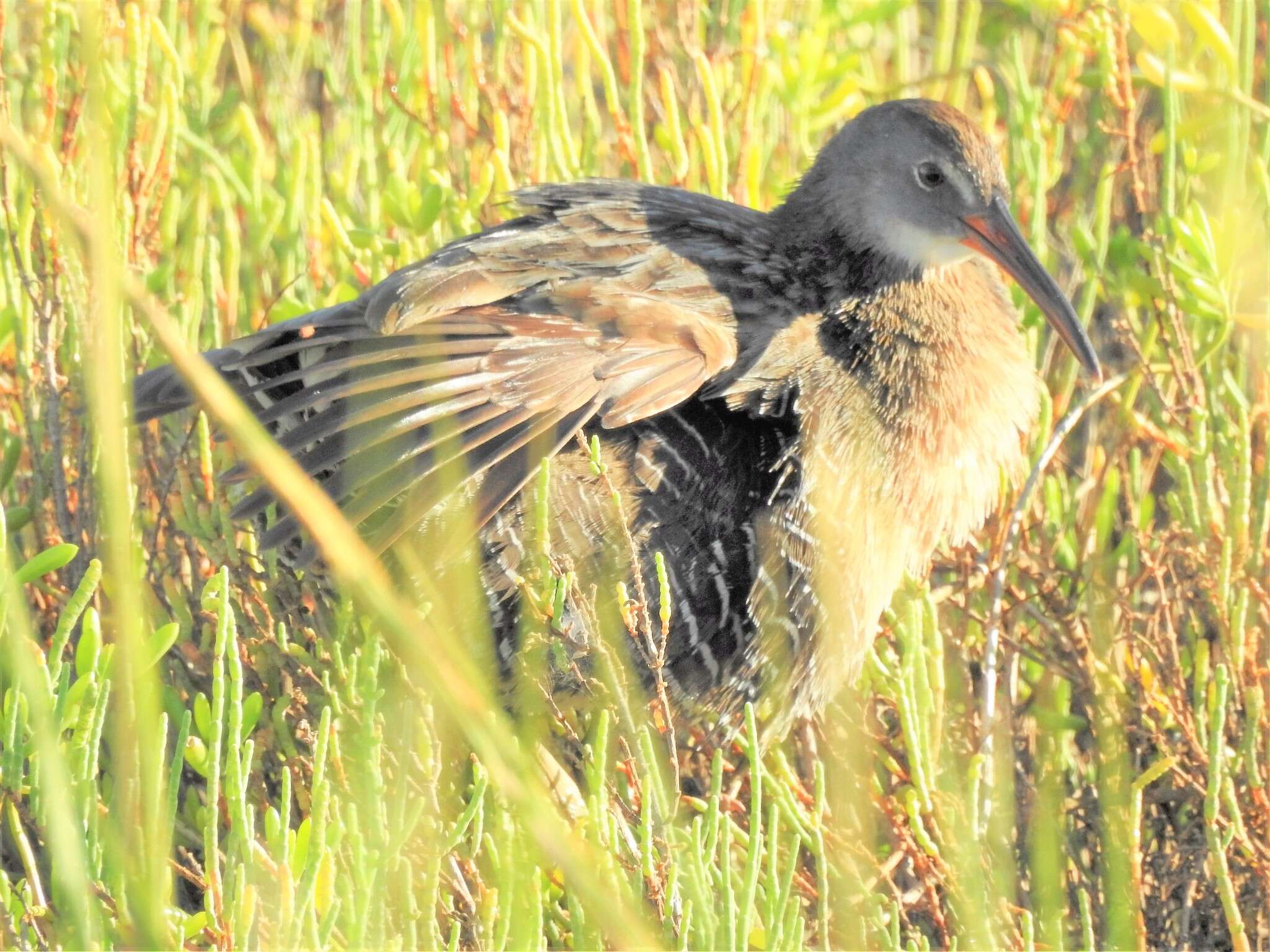 Image of Clapper Rail