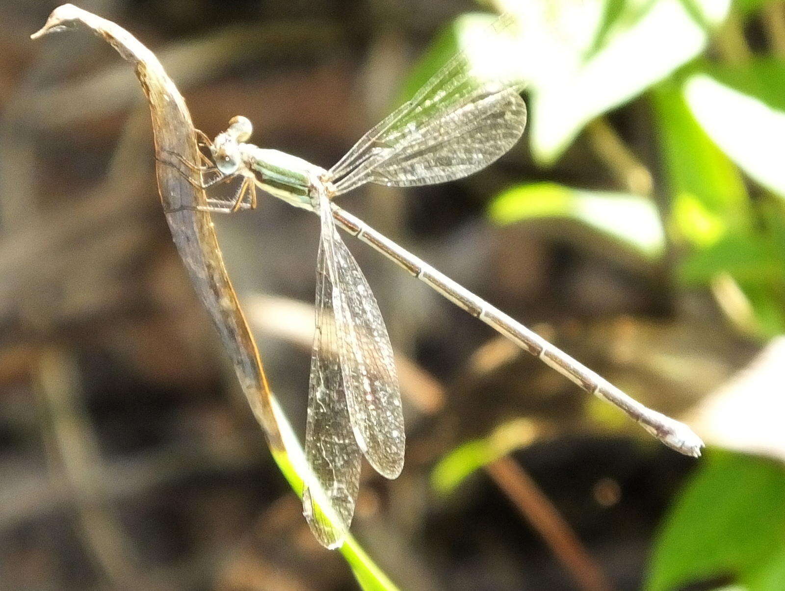 Imagem de Lestes virgatus (Burmeister 1839)