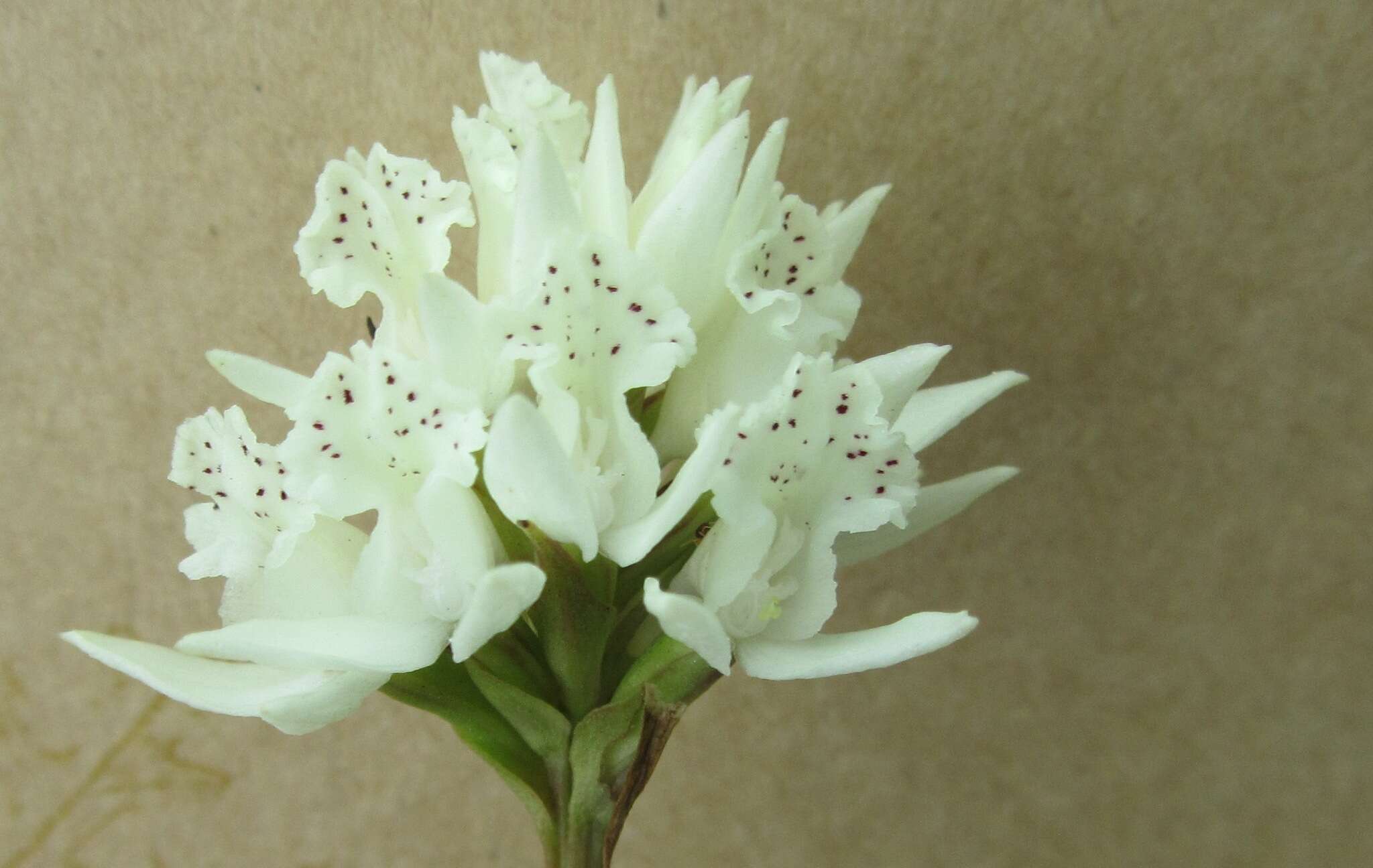 Image of Brownleea galpinii subsp. major (Bolus) H. P. Linder