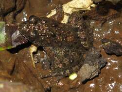 Image of Natal Dwarf Puddle Frog