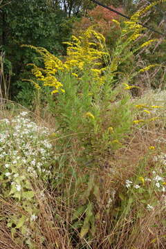 Image of wrinkleleaf goldenrod