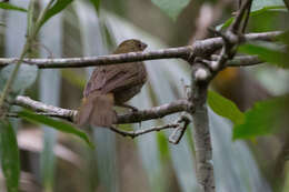 Image of Red-crowned Ant Tanager