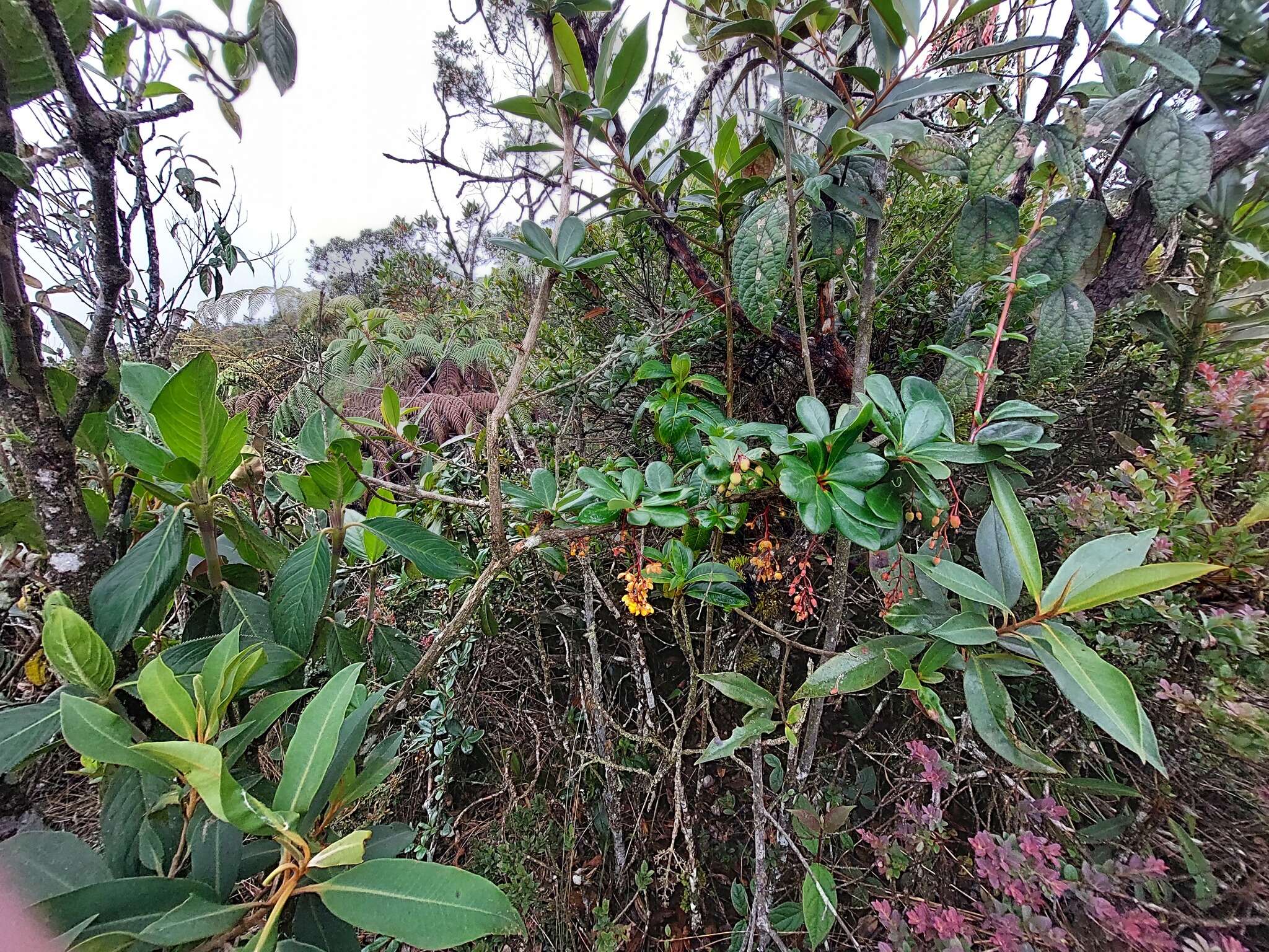 Image of Berberis psilopoda Turcz.