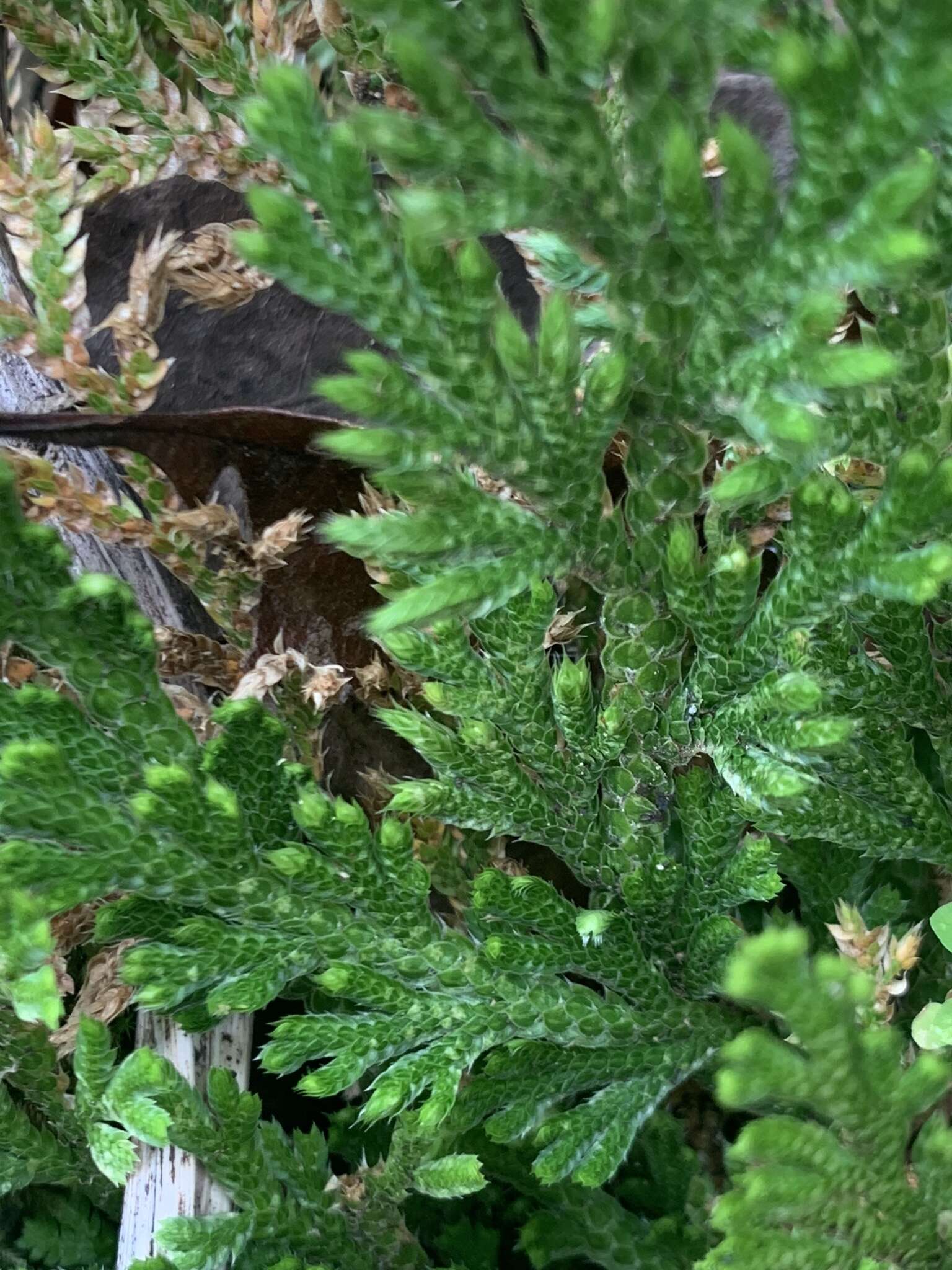 Image of Selaginella pallescens (C. Presl) Spring