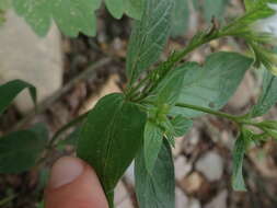 Image de Spigelia scabra Cham. & Schltdl.