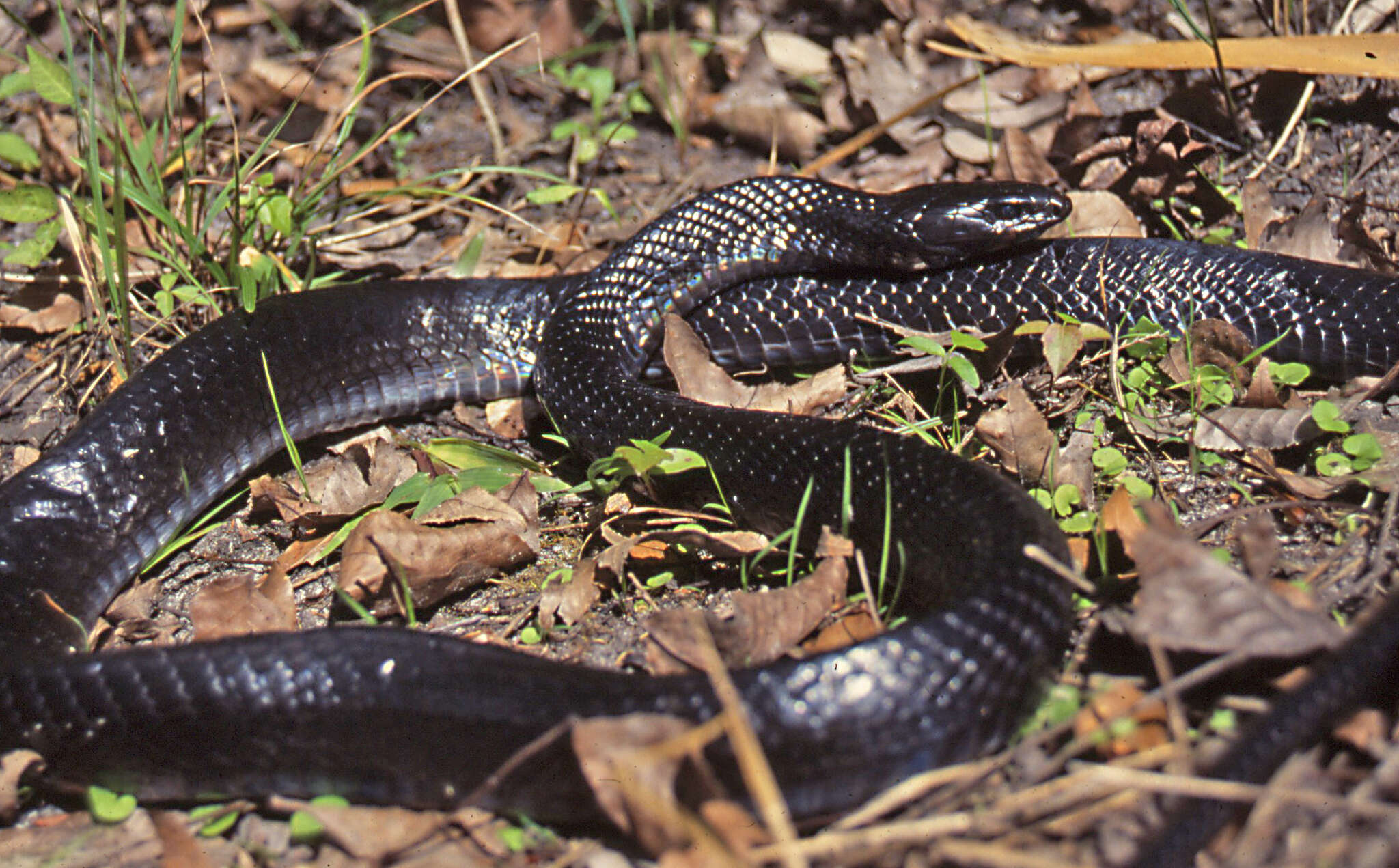 Image of Eastern Indigo Snake