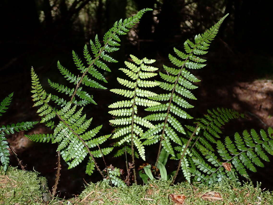 Image of Polystichum piceopaleaceum Tag.