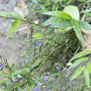 Sivun Panicum mitopus K. Schum. kuva
