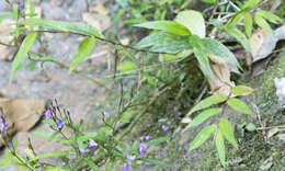 صورة Panicum mitopus K. Schum.