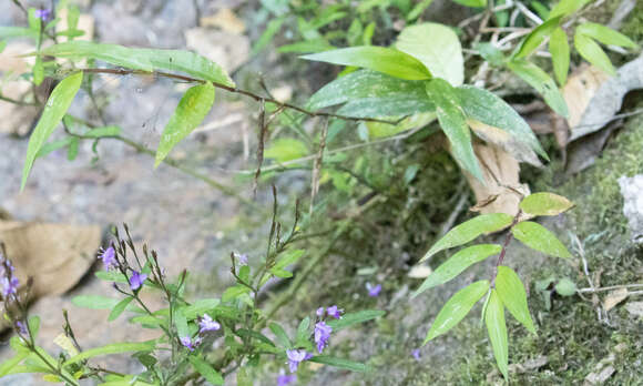 صورة Panicum mitopus K. Schum.