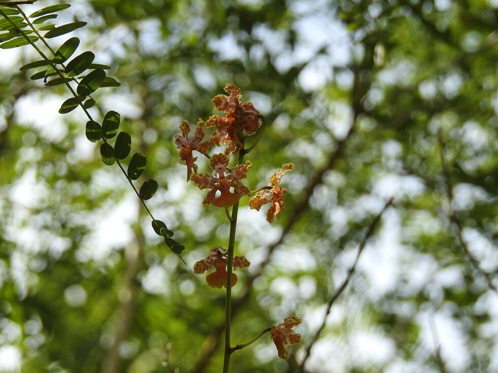 Image of Trichocentrum andreanum (Cogn.) R. Jiménez & Carnevali