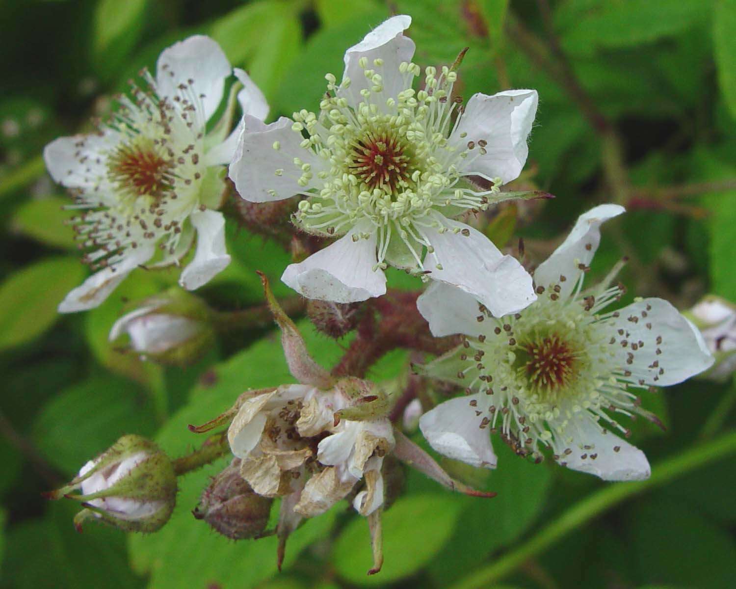 Image of Rubus rufescens P. J. Müll. & Lefevre