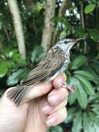 Image of Bar-breasted Honeyeater