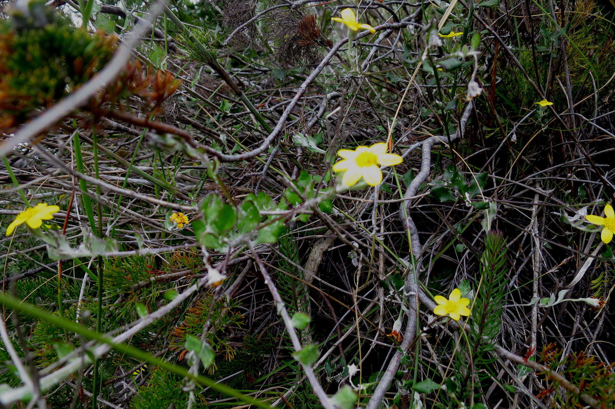 Image of Osteospermum elsieae Norlindh