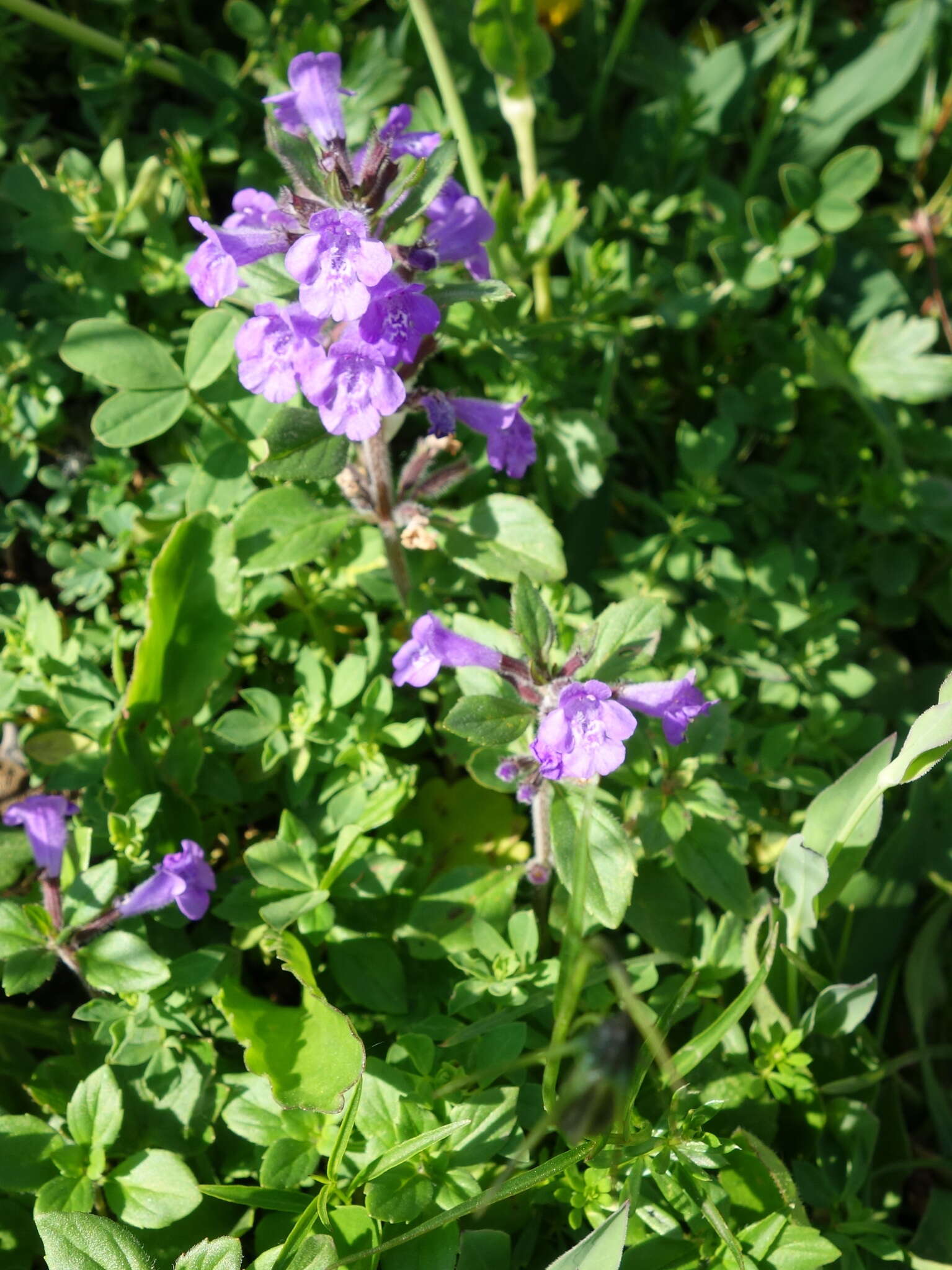 Image of Clinopodium alpinum (L.) Kuntze