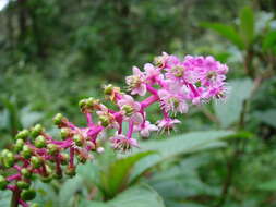 Image of Venezuelan pokeweed