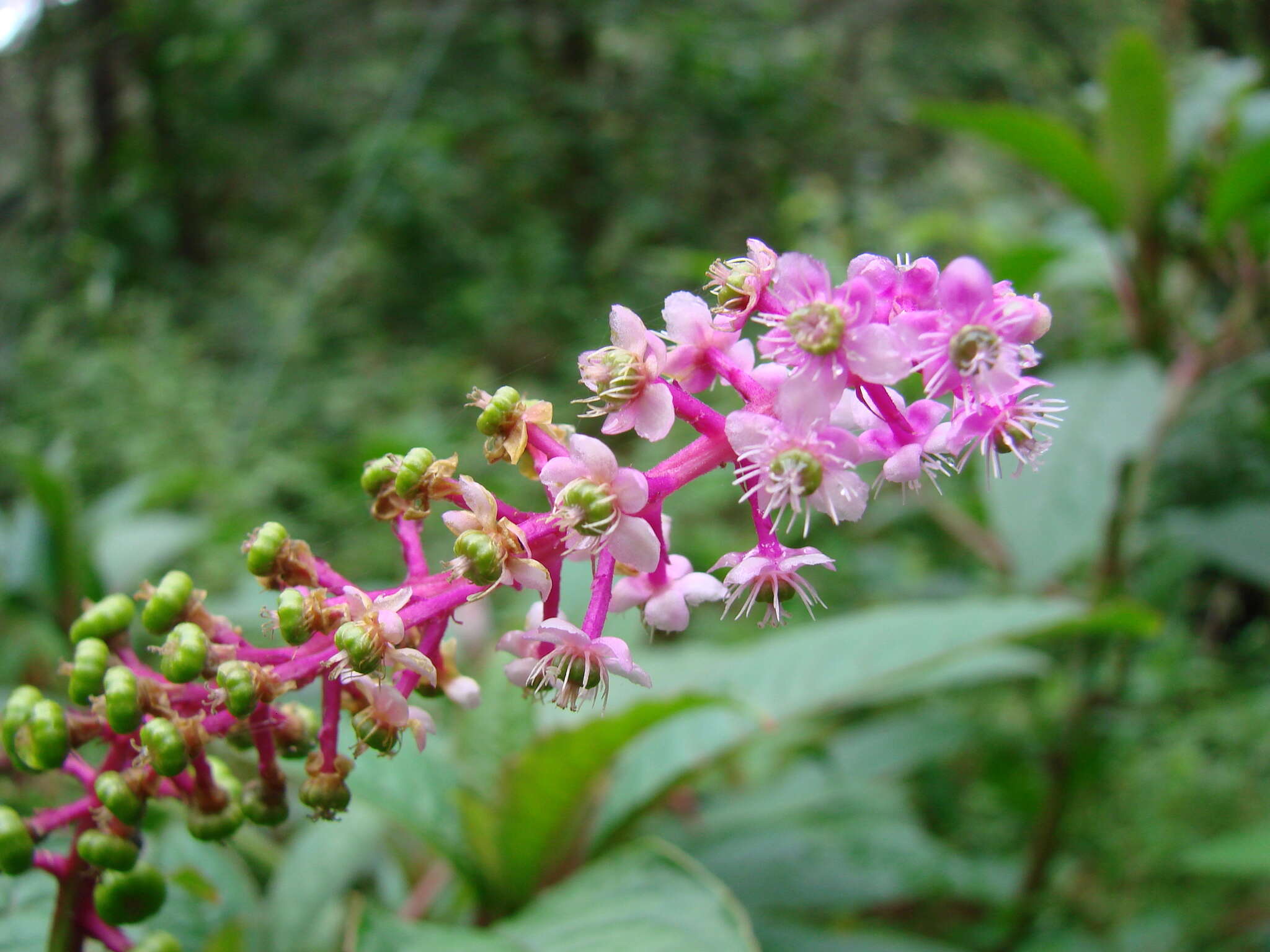 Image of Venezuelan pokeweed