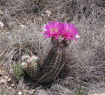 Image of Echinocereus reichenbachii var. perbellus (Britton & Rose) L. D. Benson