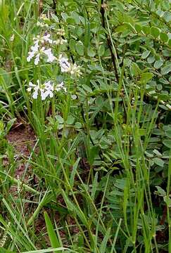 Image of Stachys nigricans Benth.