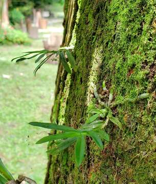 Dichaea panamensis Lindl.的圖片