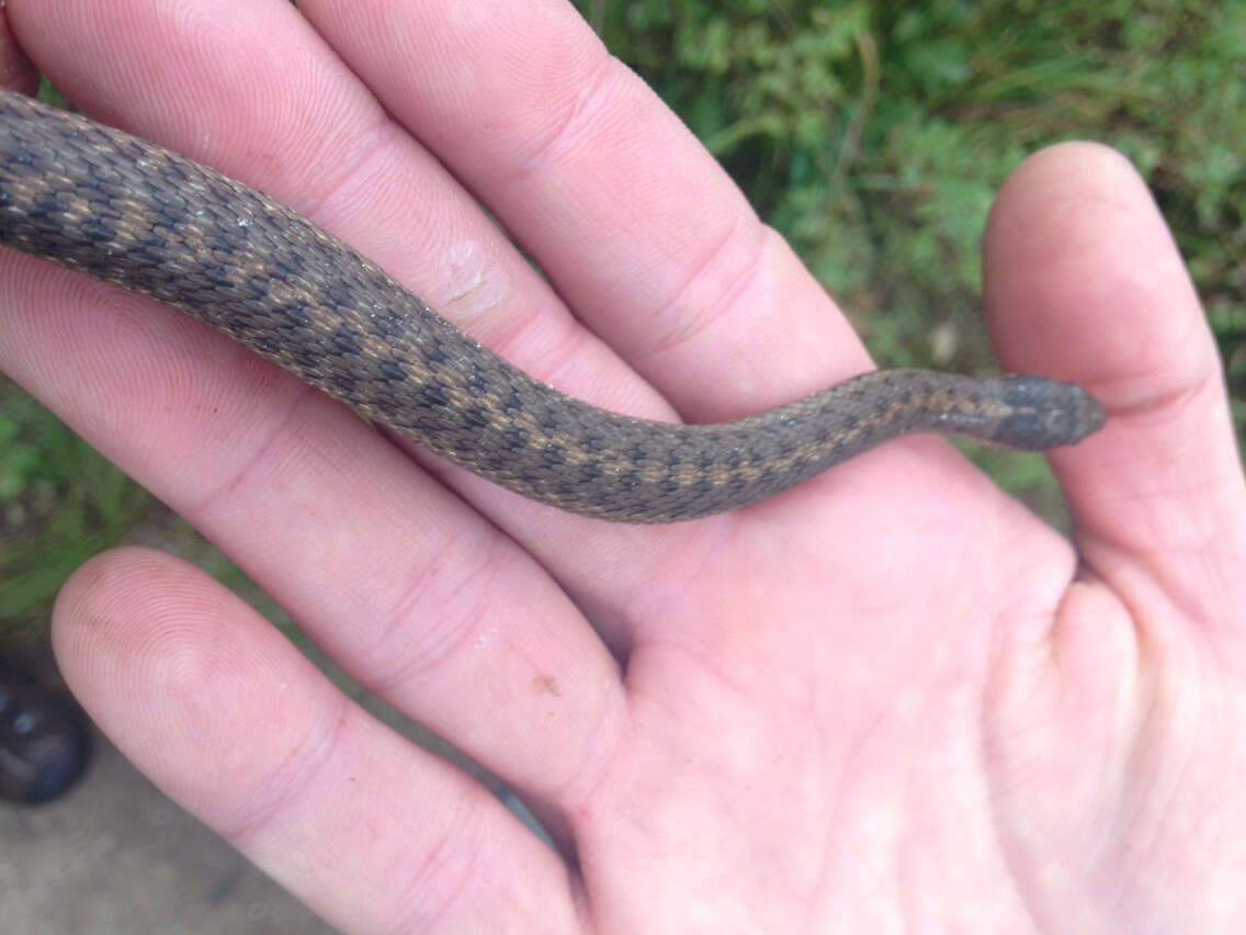 Image of Thamnophis elegans vagrans (Baird & Girard 1853)