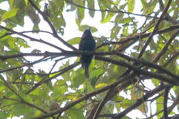 Image of Blue-headed Bee-eater