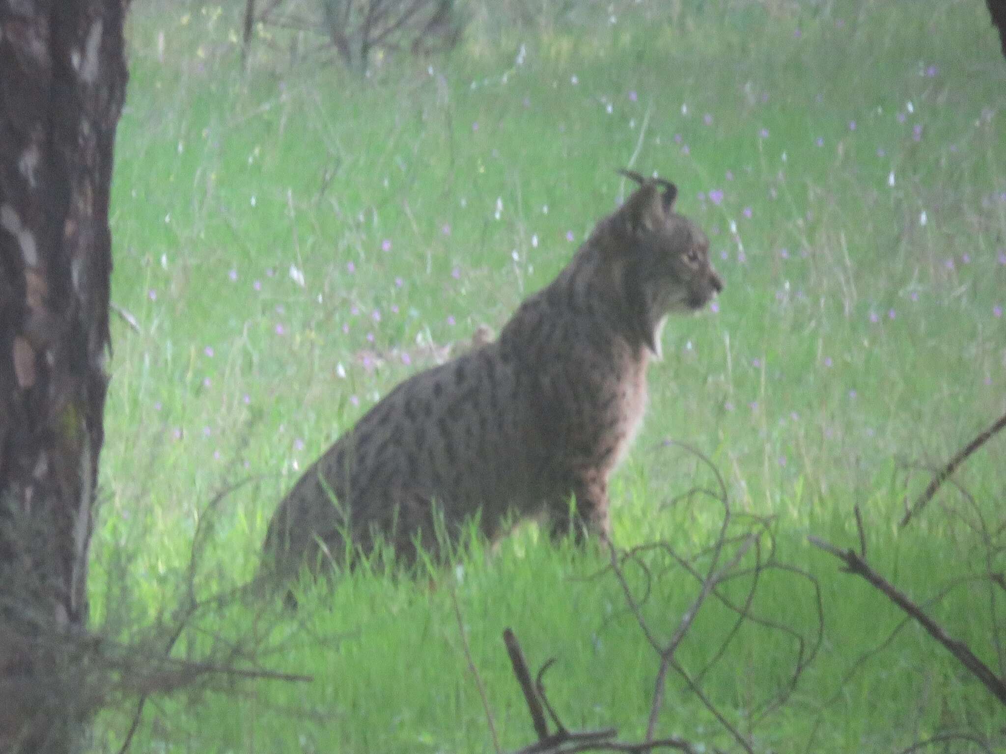 Image of Iberian lynx