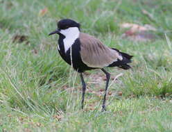 Image of spur-winged lapwing