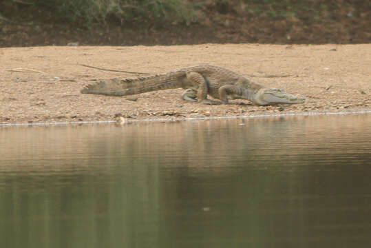 Image of West African crocodile