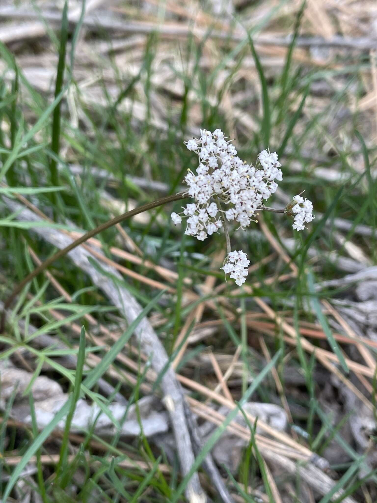 Image of Geyer's biscuitroot