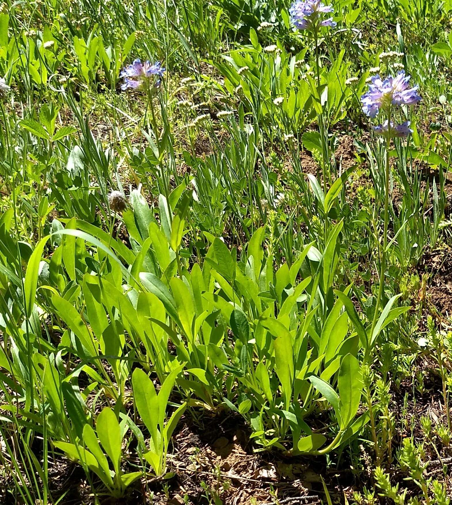 Image of Globe Beardtongue